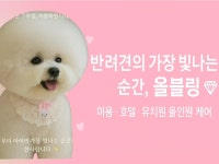 올블링 펫부티끄 올블링펫살롱 애견호텔