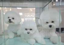 스타도그