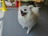 마인드몽 애견유치원/애견호텔/애견미용/데이케어