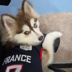 하울애견유치원