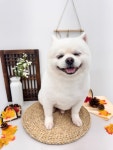 스마일댕댕