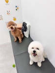 스마일댕댕
