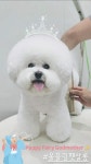 올블링 펫부티끄 올블링펫살롱 애견호텔