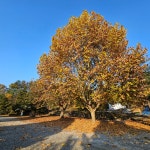 반딧불오토캠핑장
