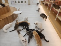 캣플코지눅 대전은행점