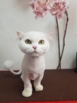 행복한펫살롱