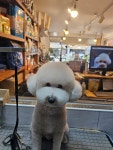 초코네애견샵
