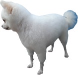 땡큐독