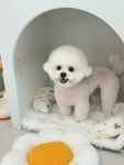 울산제이앤독애견샵