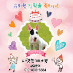 사랑한개너양