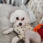 멍그니엘 애견호텔 서울강동점