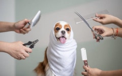 천안애견미용학원 불당동점