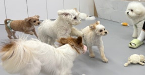 놀라운드애견유치원애견호텔상담센터