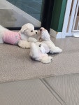 올케어댕 구래동 애견유치원 & 애견호텔 & 애견미용