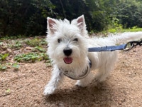 놀라운드애견유치원애견호텔상담센터