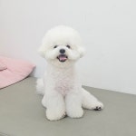 가치있개 반려견 유치원 & 미용실