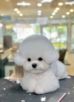 울산제이앤독애견샵