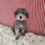 멍그니엘 애견호텔 서울강동점