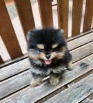 청주강아지분양 애견입양 애견미용 바른펫