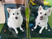 놀라운드애견유치원애견호텔상담센터