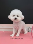 가치있개 반려견 유치원 & 미용실
