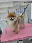 더블링독