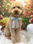 슈몽