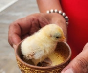 고성아지매찜 통영점