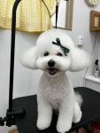 두부네 펫살롱