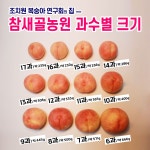 조치원복숭아 참새골농원