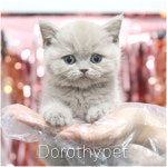 광주강아지분양 고양이분양 도로시펫