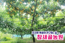 조치원복숭아 참새골농원