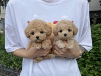 돌봄 강아지분양 서울송파점