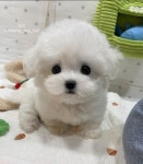 돌봄 강아지분양 서울송파점