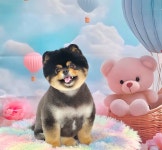 소다펫