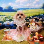 댕며들개
