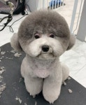 펫티끄