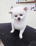 행복한발자국