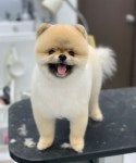 펫티끄