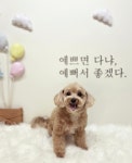 강아지미용실_편안
