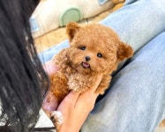 미유펫 강아지분양 고양이분양 부천점
