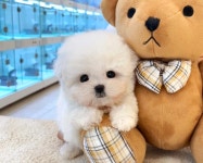 미유펫 강아지분양 고양이분양 부천점