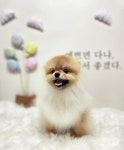 강아지미용실_편안