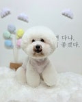 강아지미용실_편안