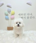 강아지미용실_편안