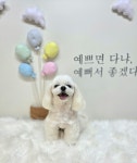 강아지미용실_편안