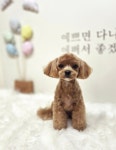 강아지미용실_편안