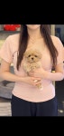 강아지분양 애견입양 아이러브독 대구점