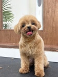 순수하개