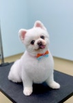 강아지 미용실 왈로하그루밍